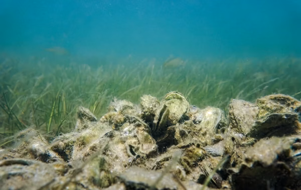 Oysters Love Magic Shapes!