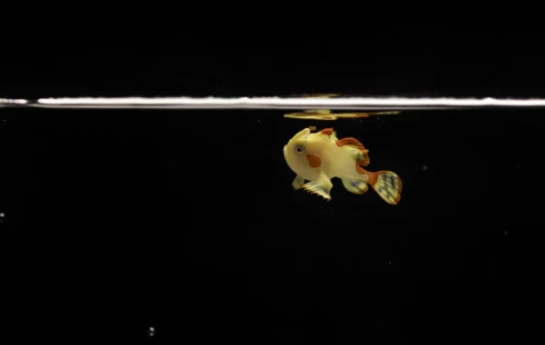 Tiny Fish, Huge News: Meet the Baby Warty Frogfish!