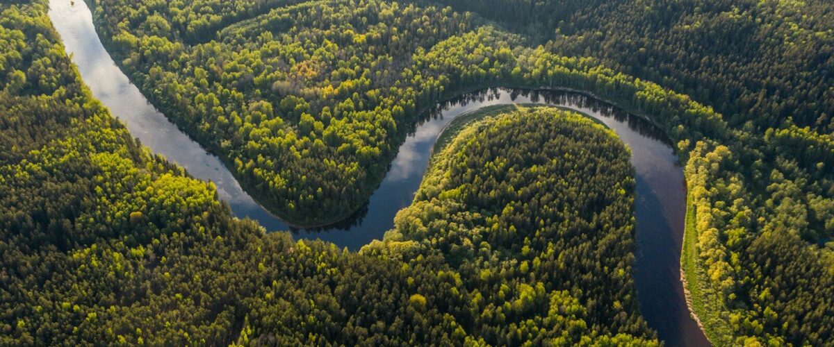 aerial view of green trees and river during daytime